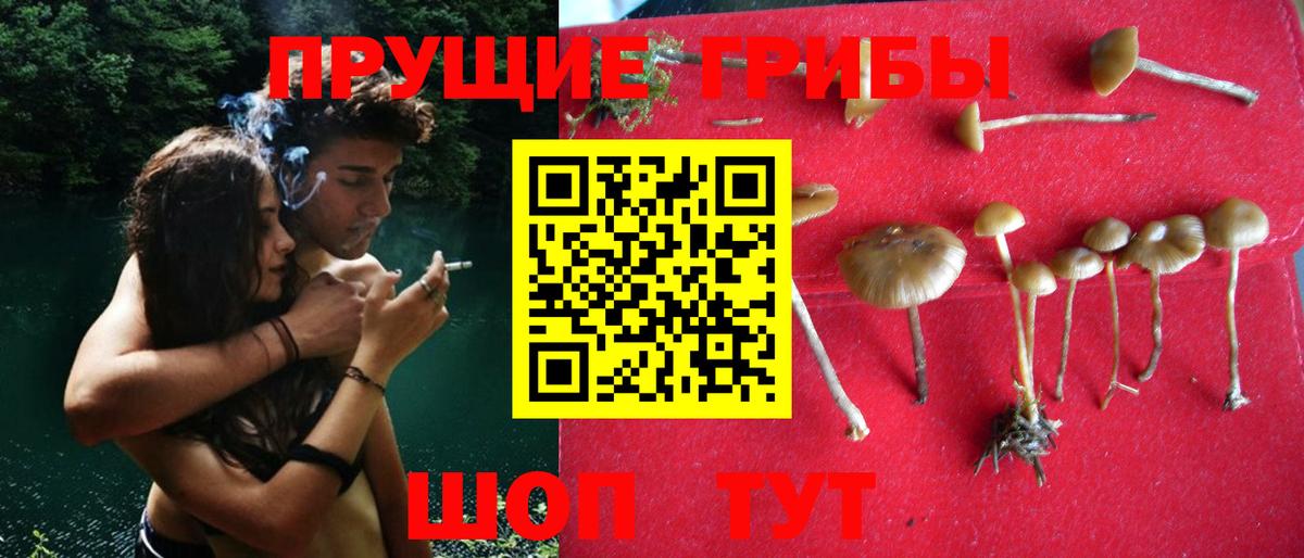 Галлюциногенные грибы Psilocybine cubensis Биробиджан